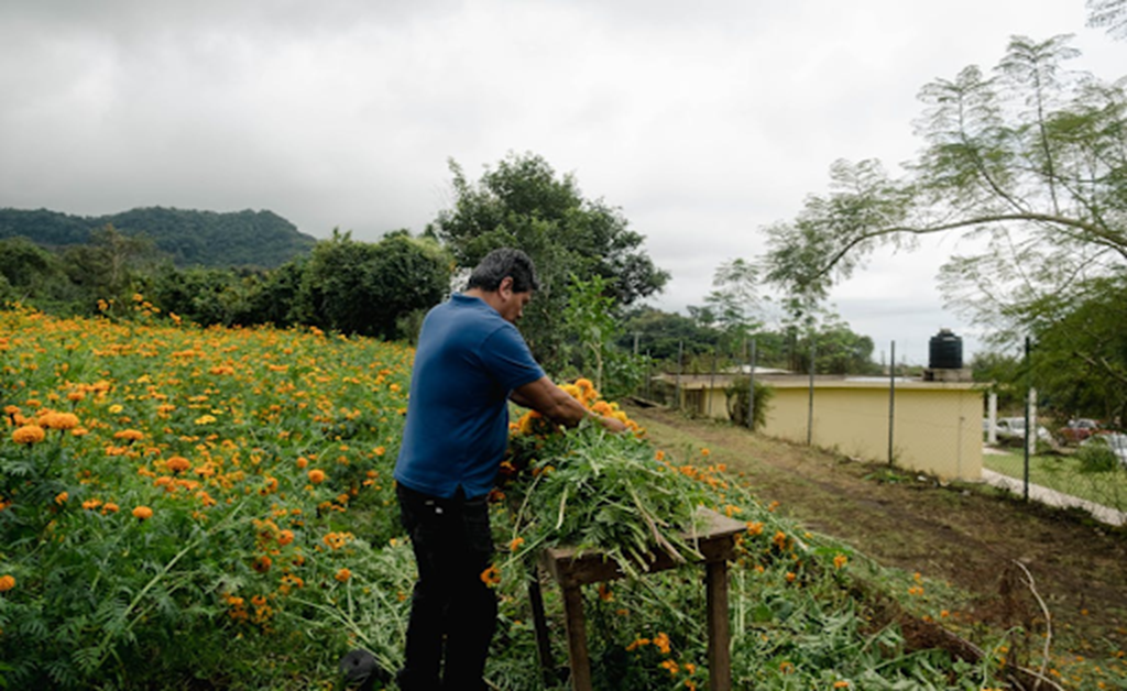 Why Maintaining Your Garden is Like Maintaining Your Hair
